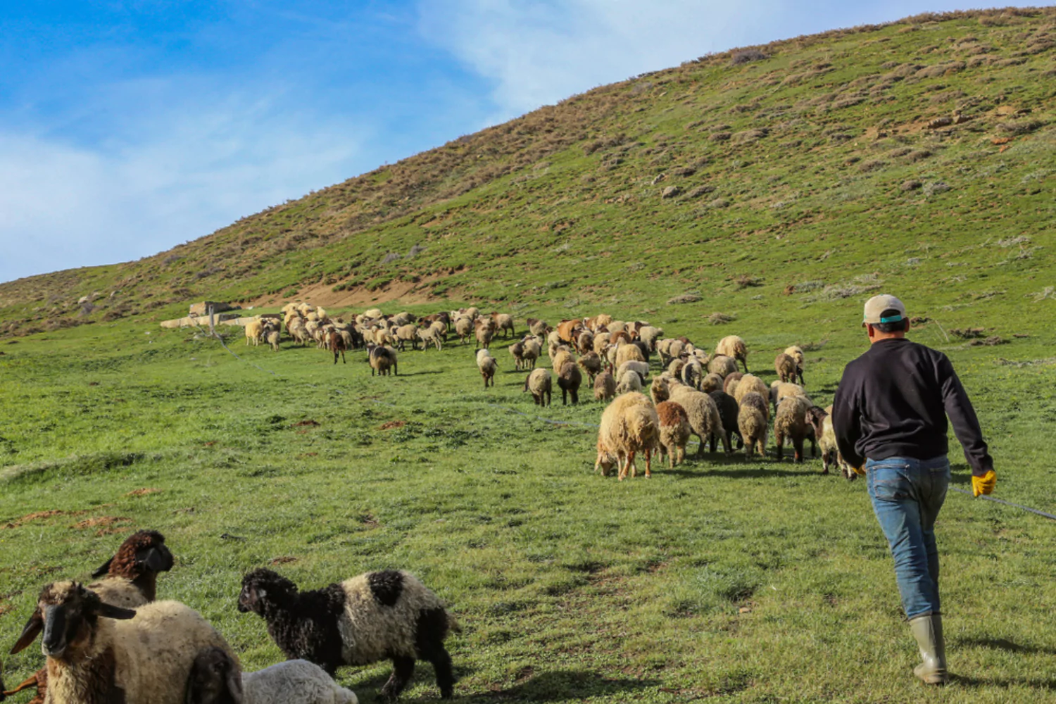 Shepherd guiding a flock of sheep across a green hillside, symbolizing Biblical leadership principles of care and guidance.