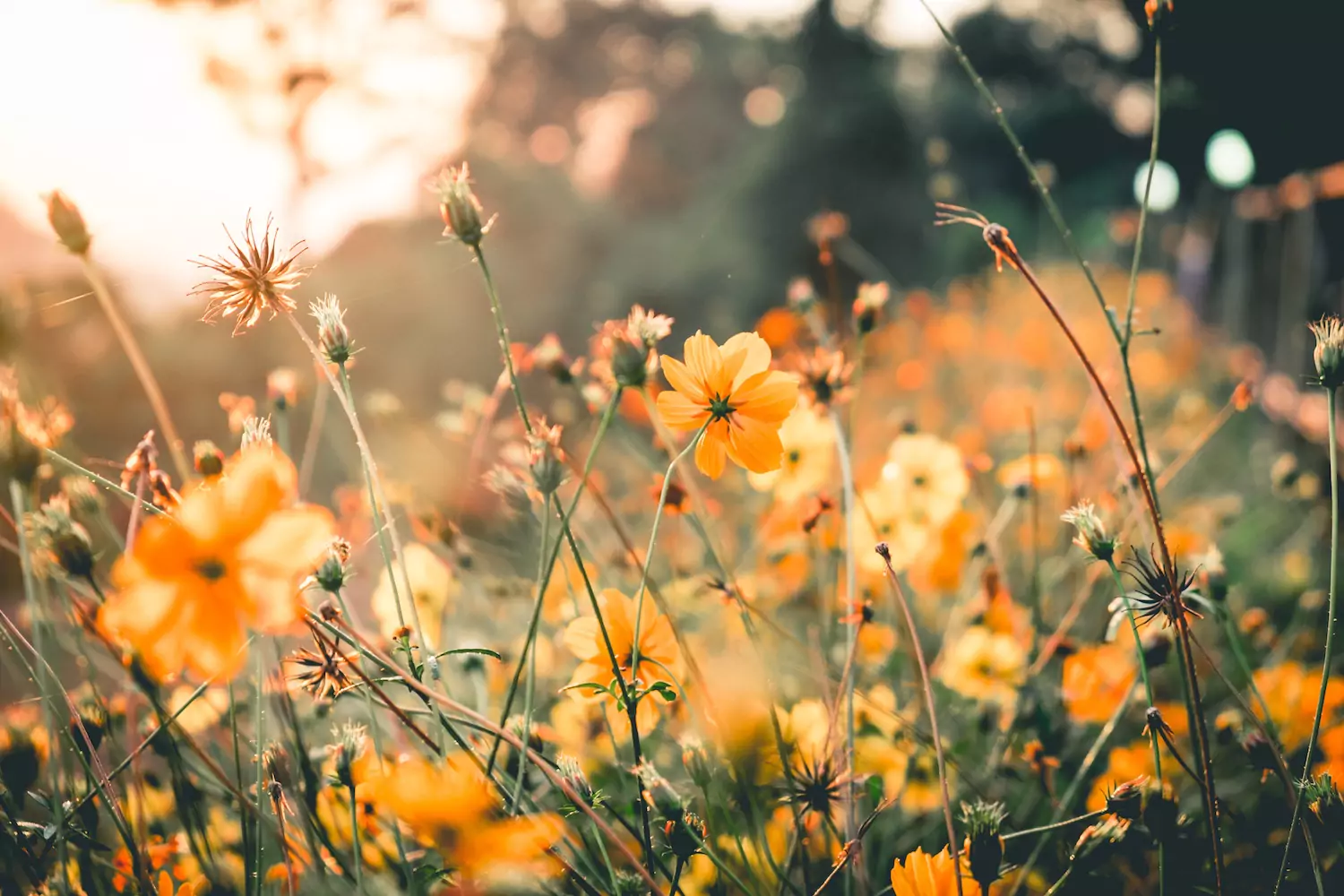 Orange flowers growing in a field, symbolic of freedom.
