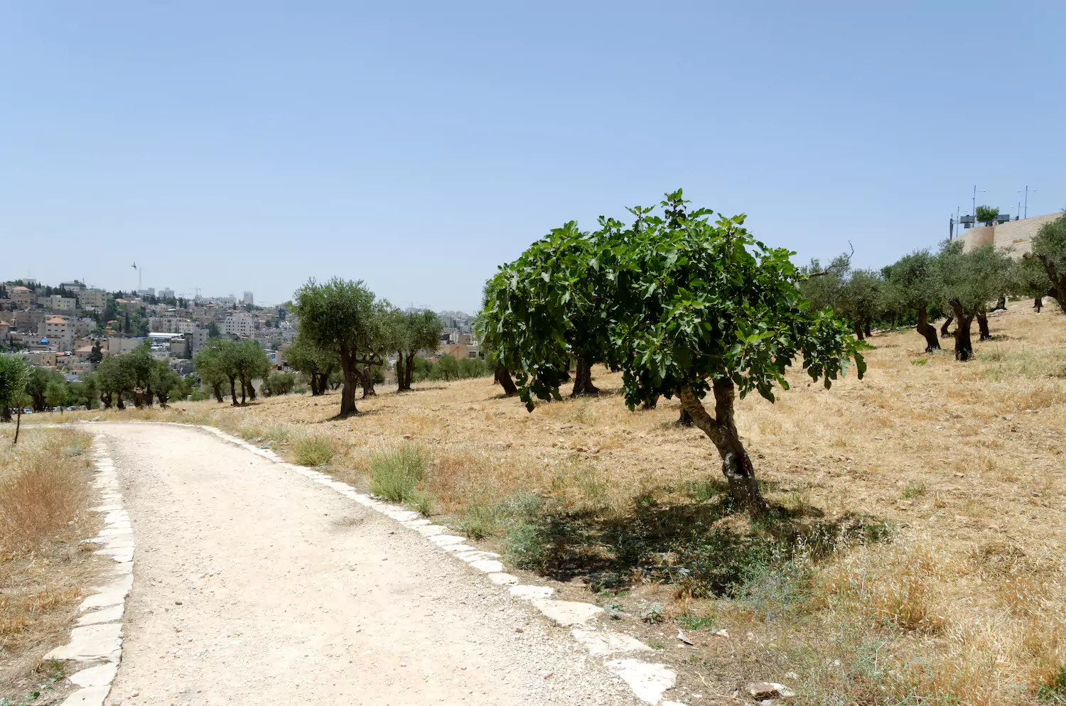 fig tree along path on mount of olives