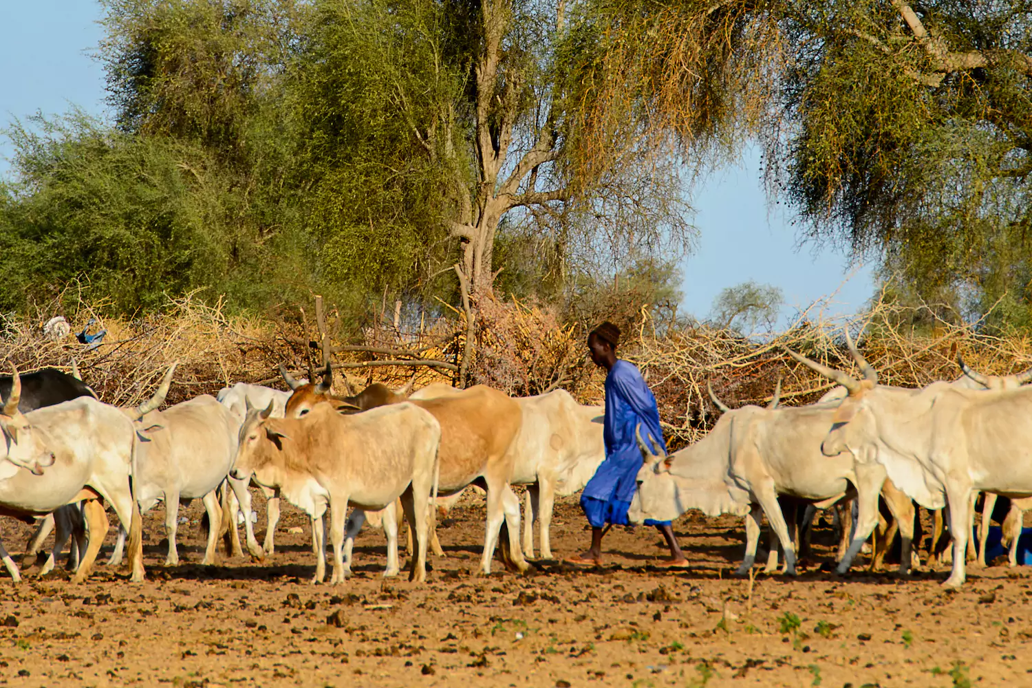 A member of the Fulani dressed in blue walks through a herd of cattle.