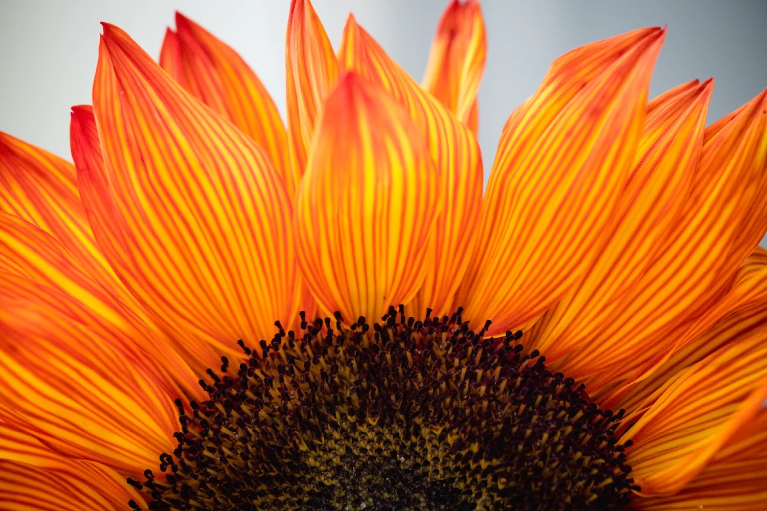 a closeup of a sunflower
