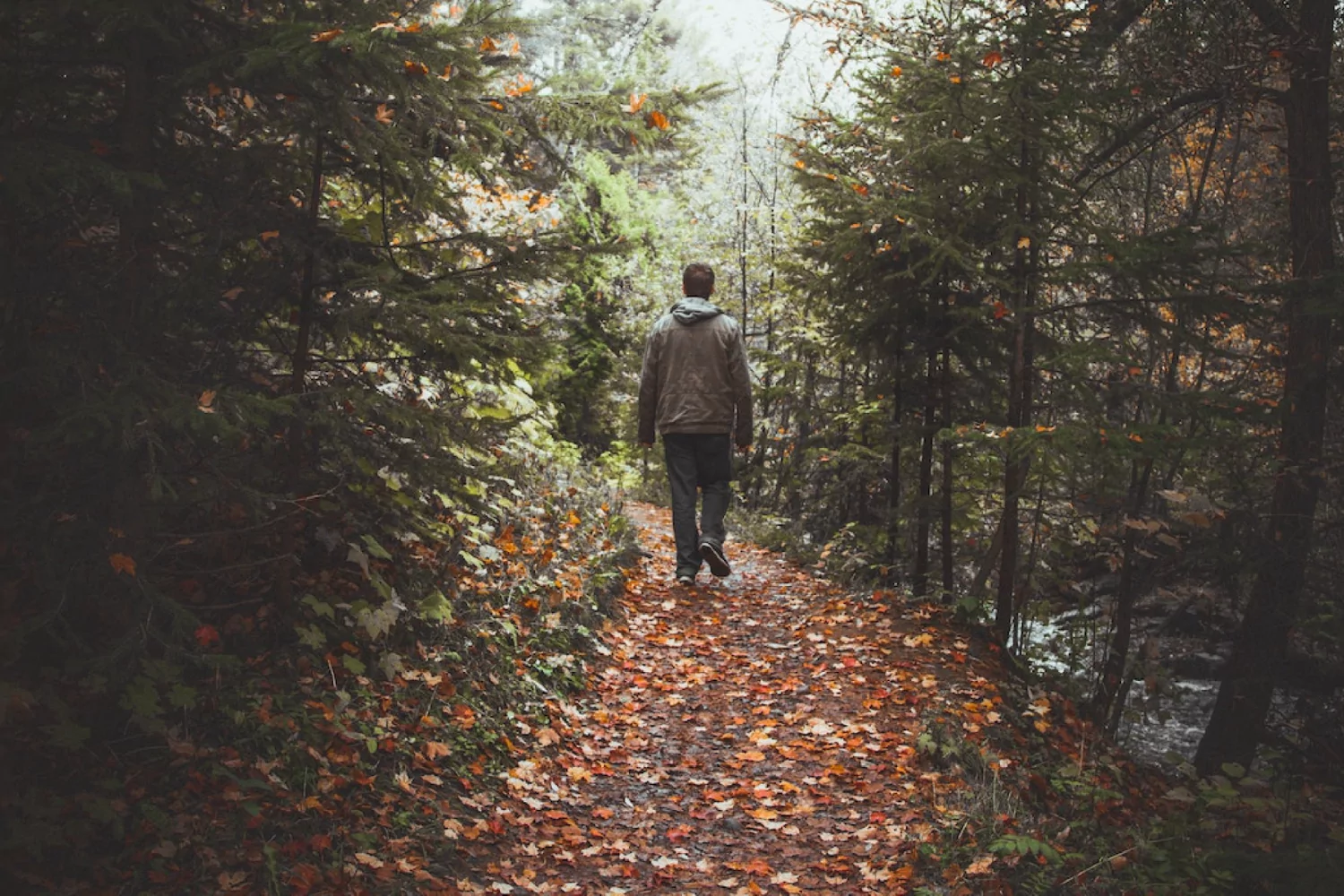 a man walks on a path through the woods