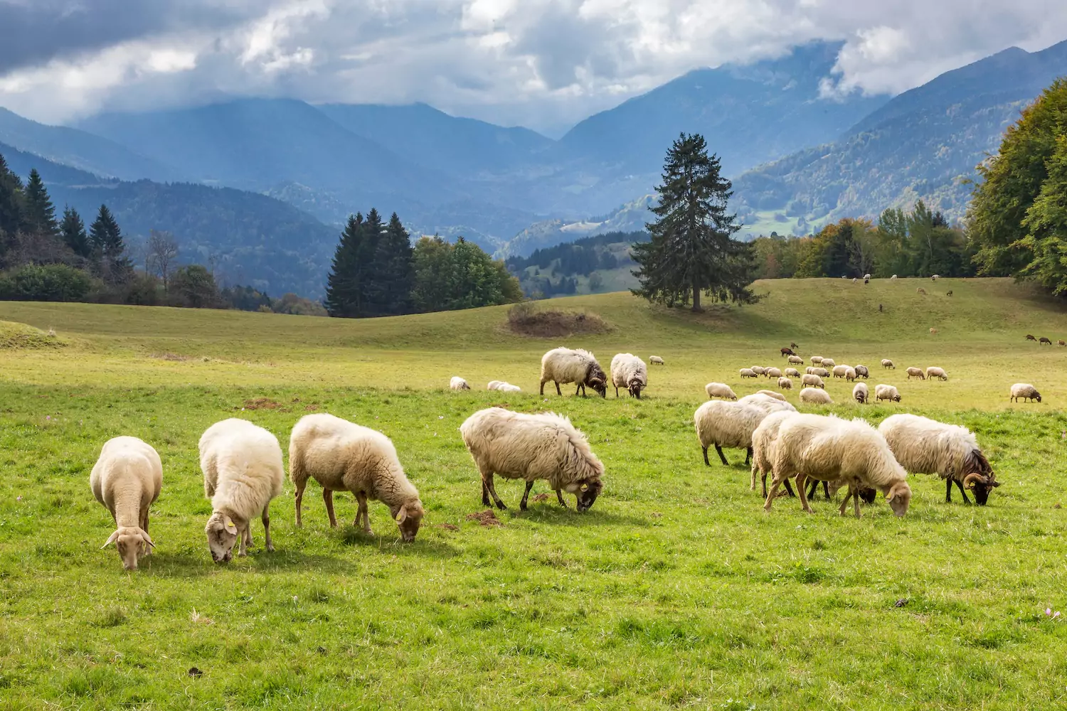 A flock of sheep graze peacefully in an alpine meadow.