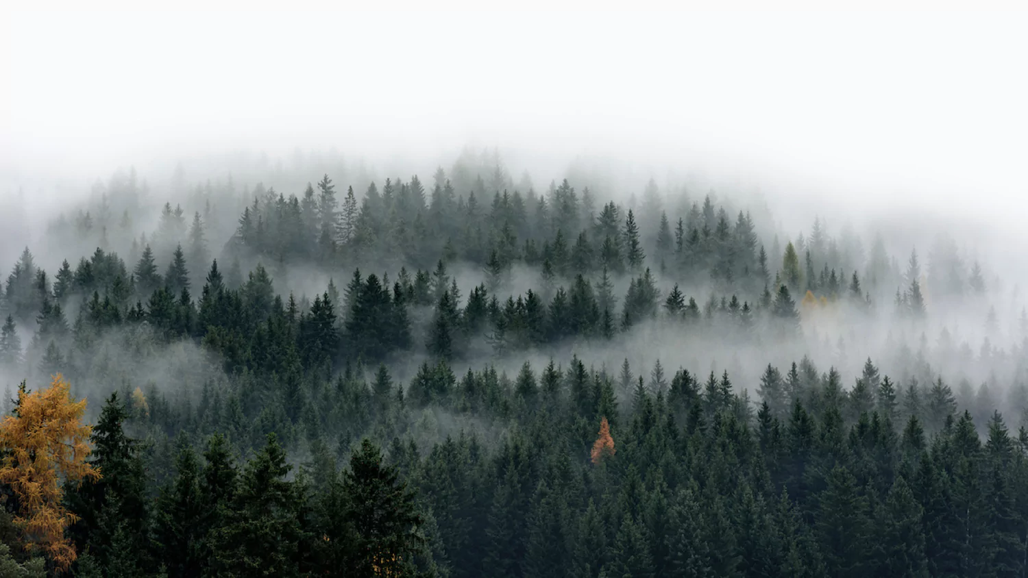 landscape image of pine trees laced with fog, symbolic of the spiritual fog of doubt