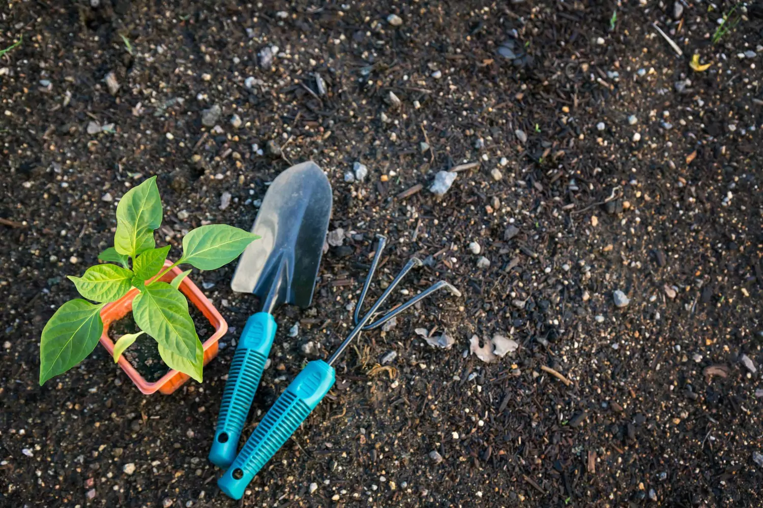 A small potted plant and gardening tools in the dirt, symbolizing the truth that we plant and water but God gives the growth.