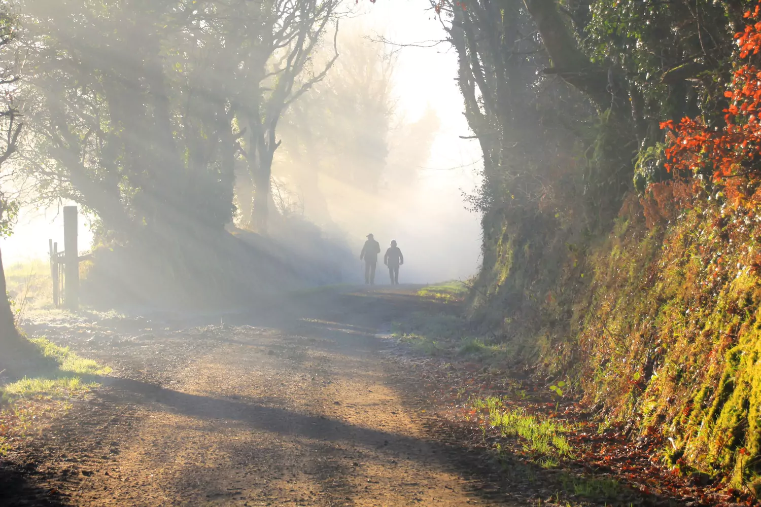 Two Christians walk on a misty tree-lined dirt road contemplating discouragement in the Christian life.