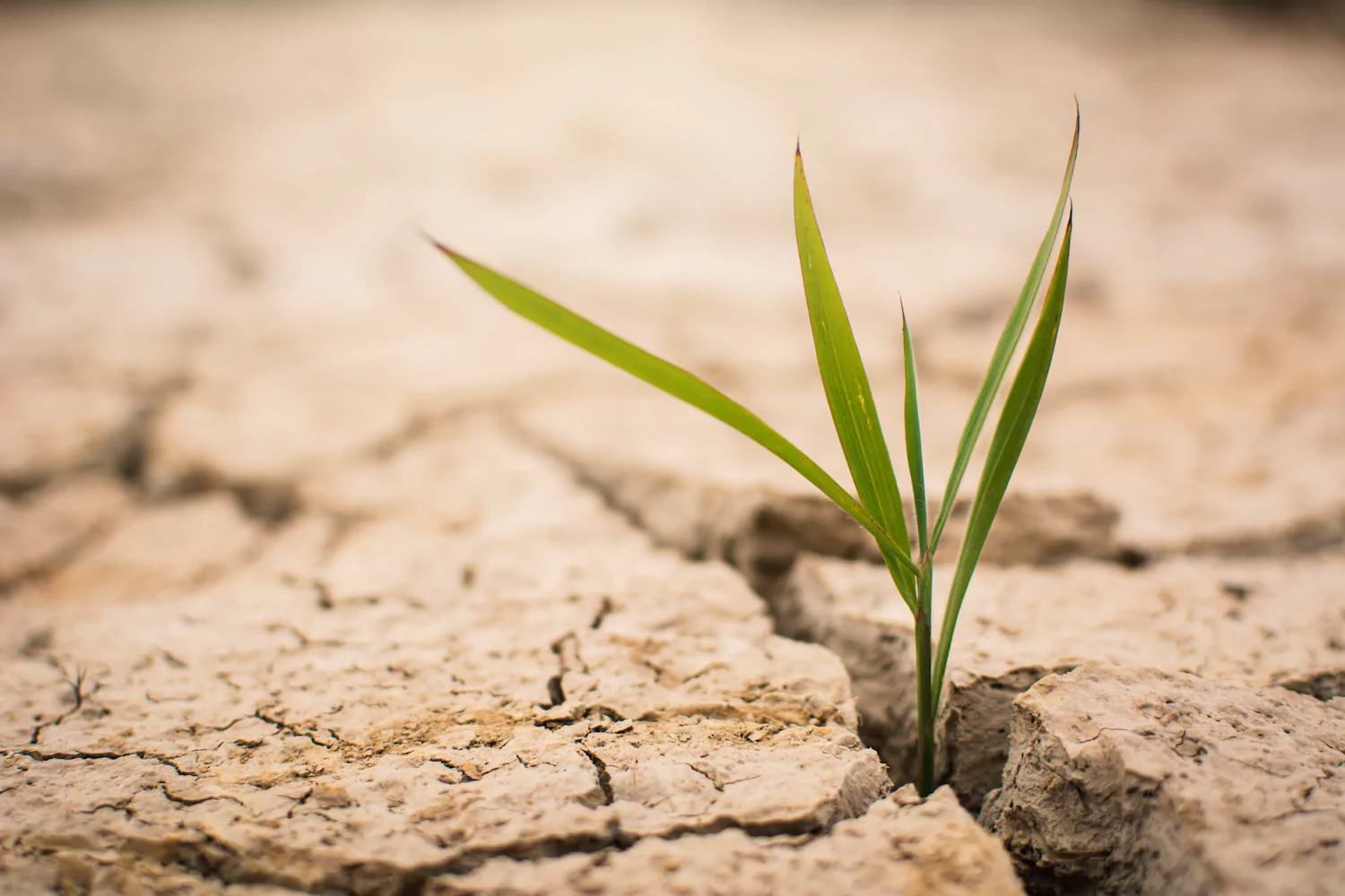 A sprig of grass growing in cracked, dry dirt, signifying the life-giving power of praying Scripture when life is hard.
