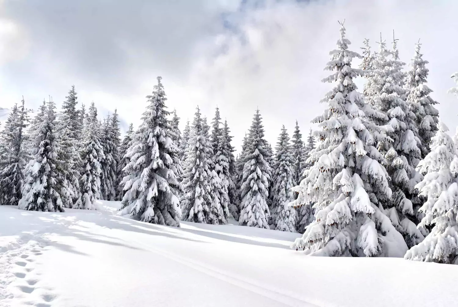 Forest of evergreens covered in snow.