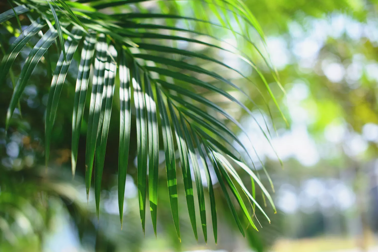 A close-up of palm branches, which were used to worship Jesus.