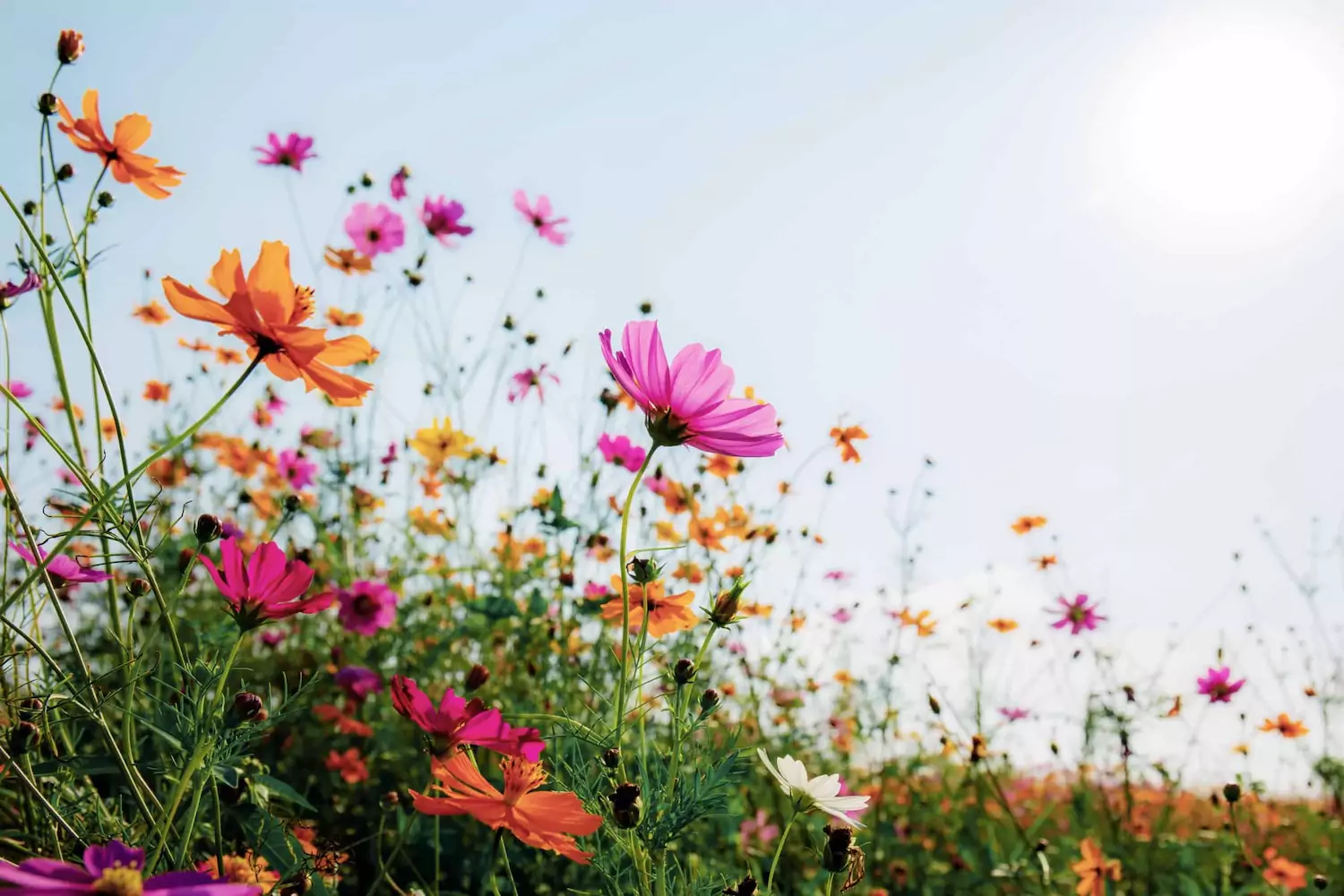 Tall grass with colorful flowers.