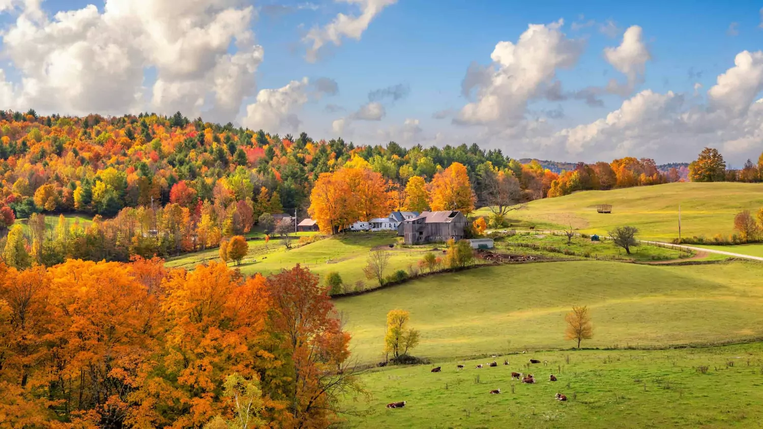 Fall landscape beneath a blue sky.