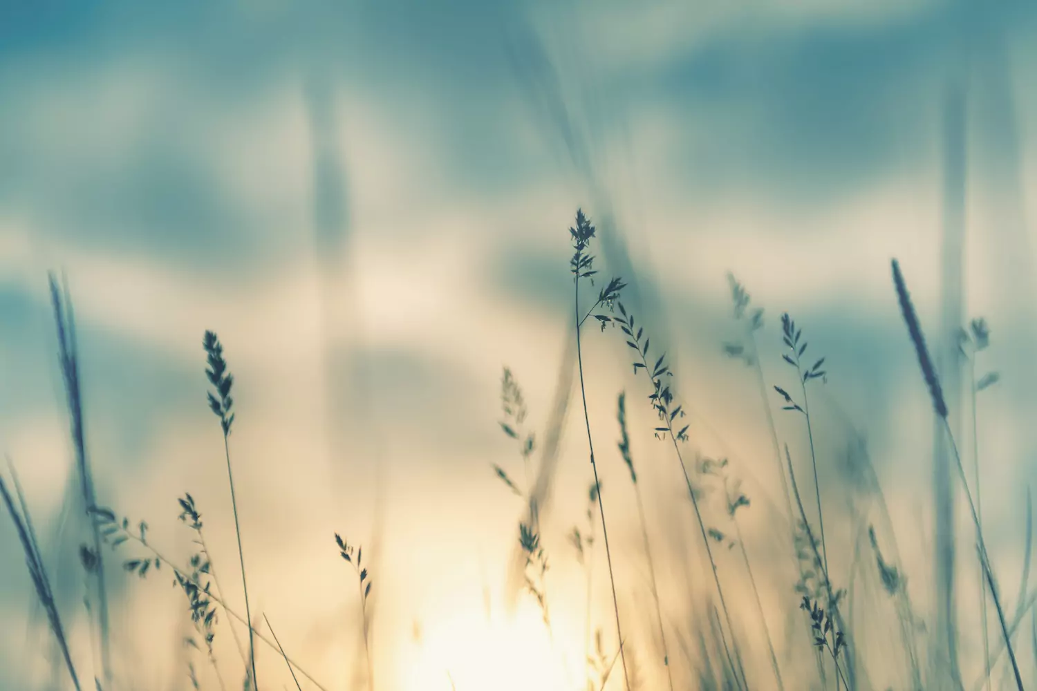 A close-up of tall grass with a clouded sunset in the background.