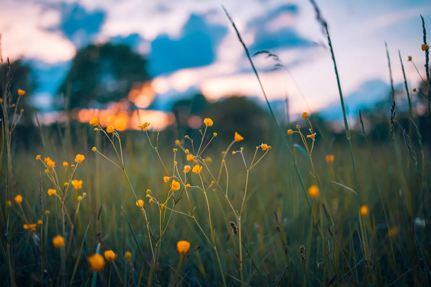 A field dotted with orange flowers at sunset.
