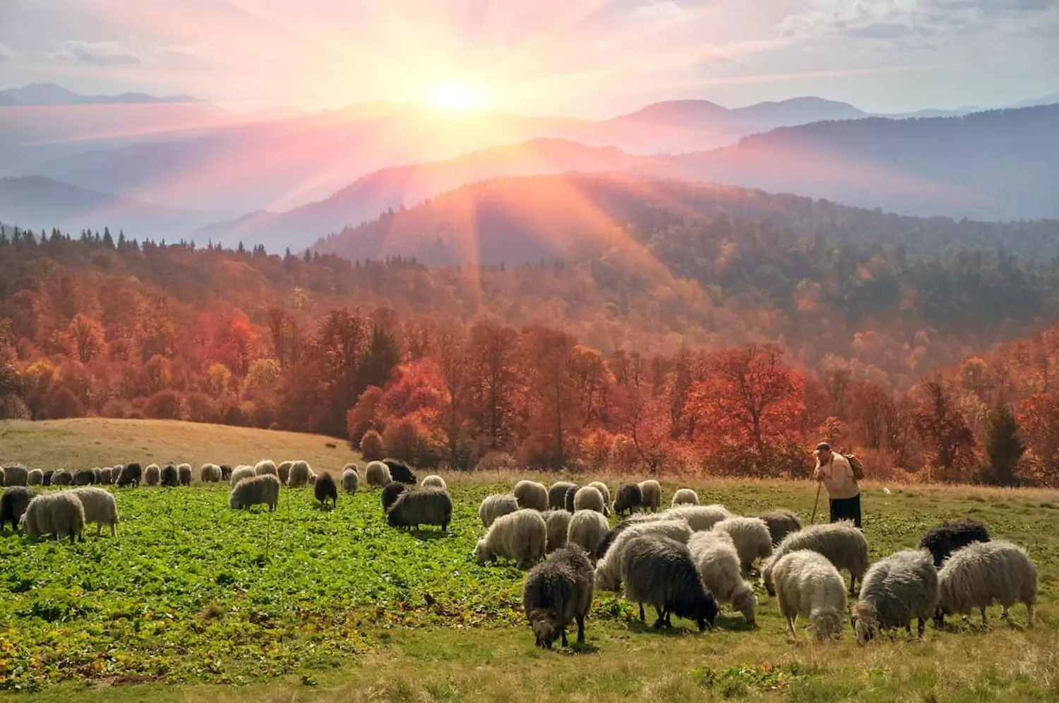 A pasture with a shepherd and his sheep and fall trees in the background, symbolizing a pastor and his flock.