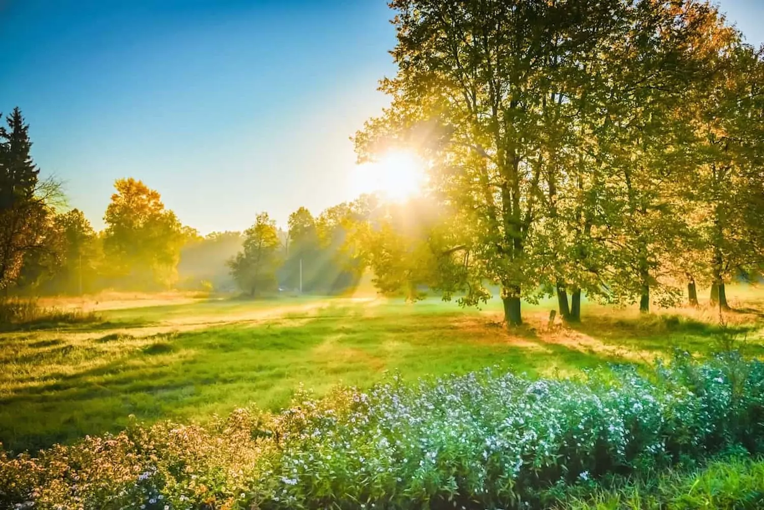 A green field with trees and sunshine.