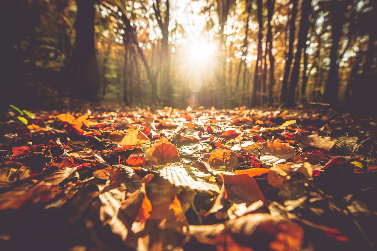 Fall leaves in the woods.