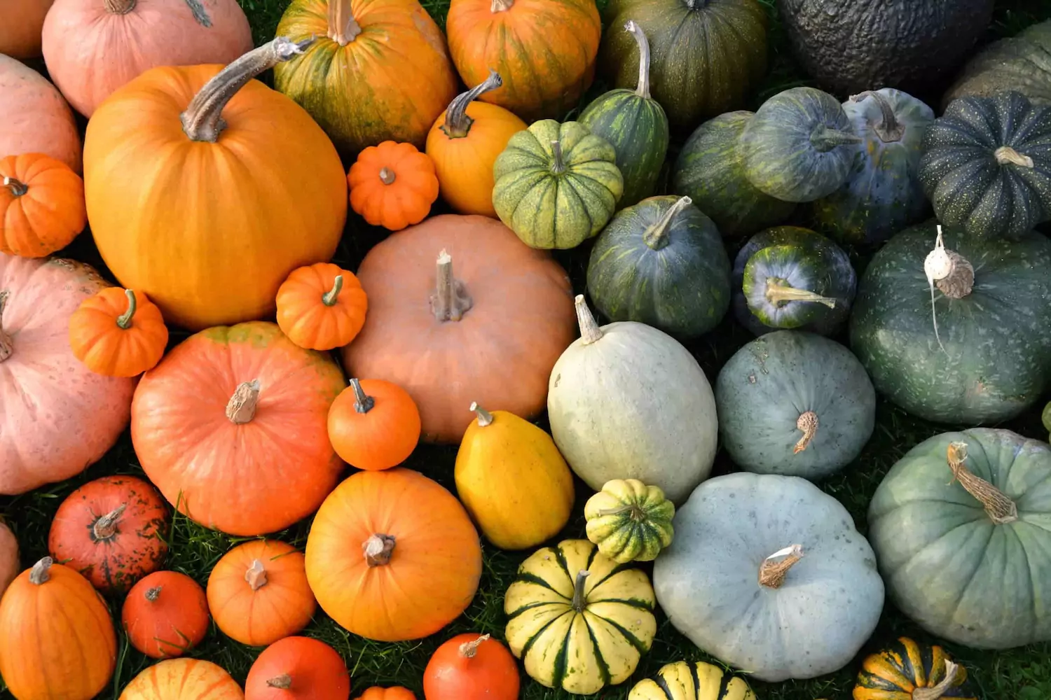An array of colorful pumpkins.