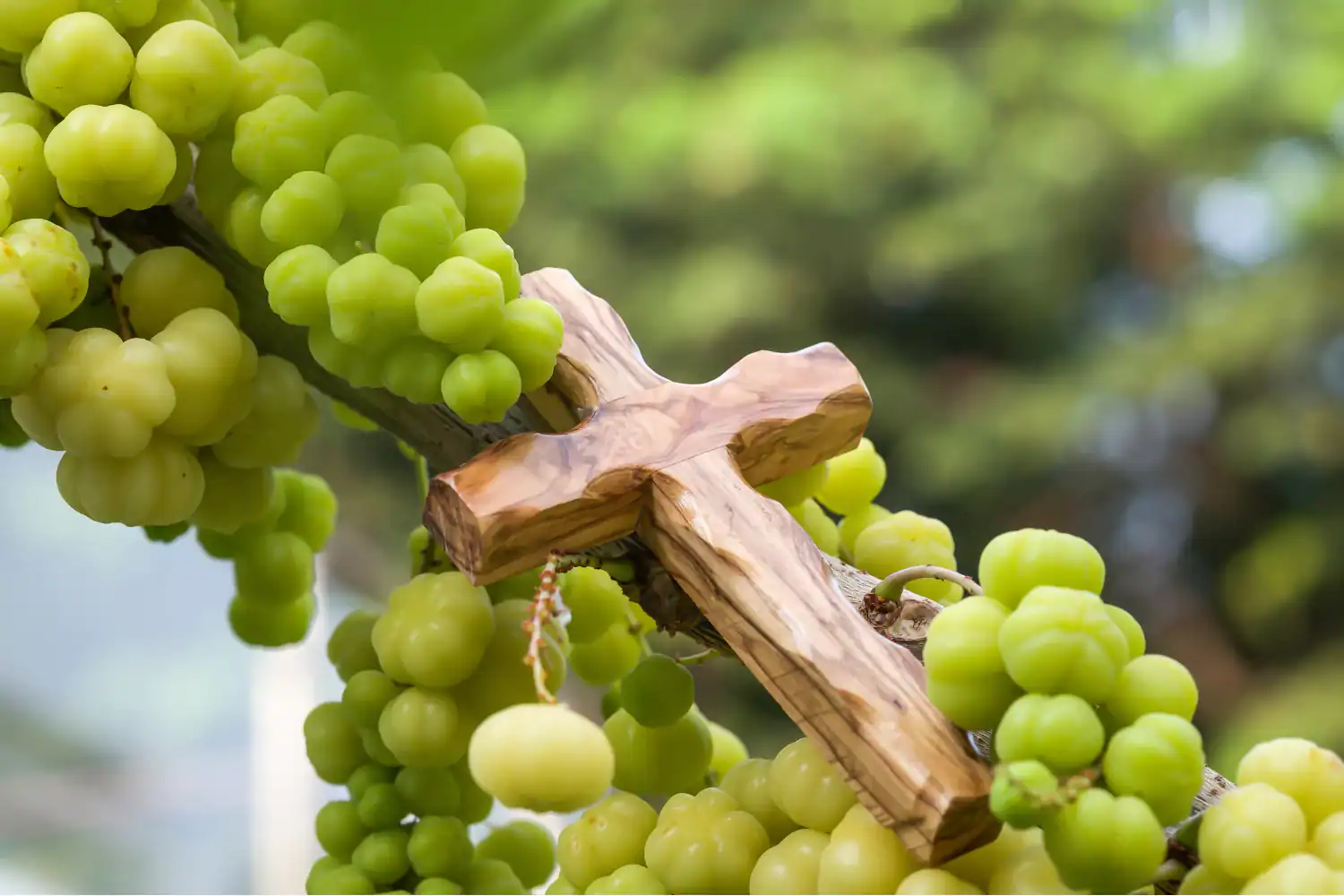 Wooden cross resting among clusters of green grapes on a vine, symbolizing spiritual fruitfulness and how to be productive.